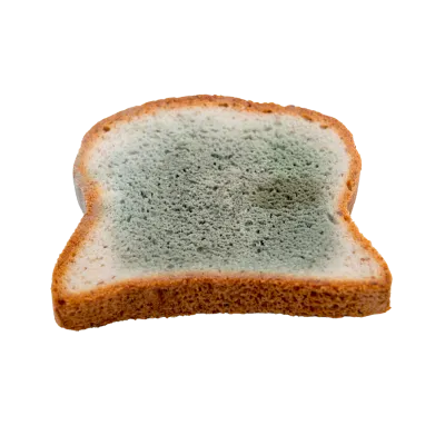Moldy bread